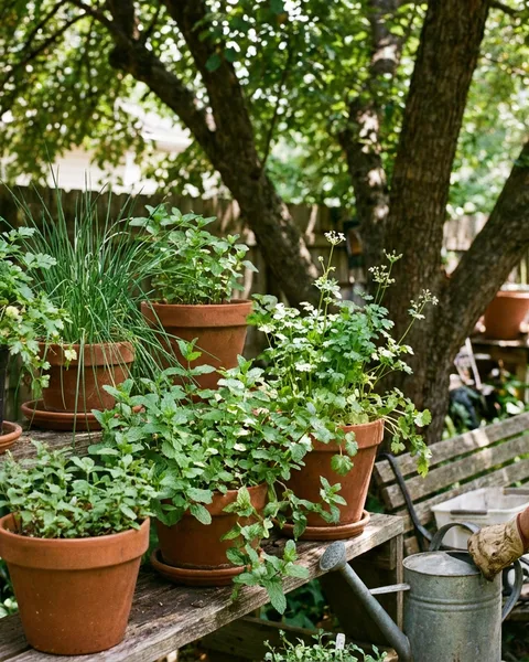 Herbs that grow well in shade