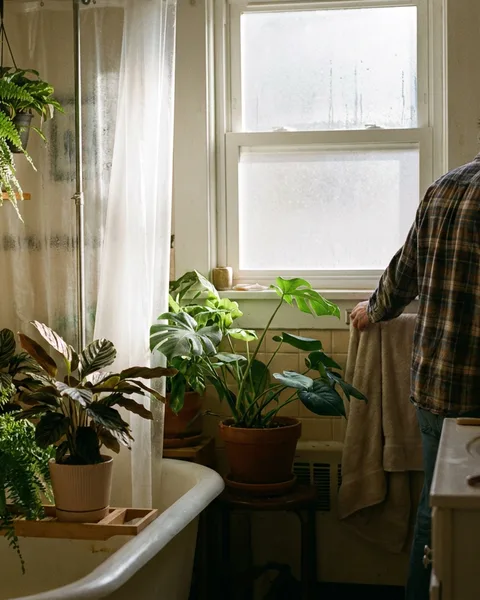 Houseplants that thrive in a steamy bathroom