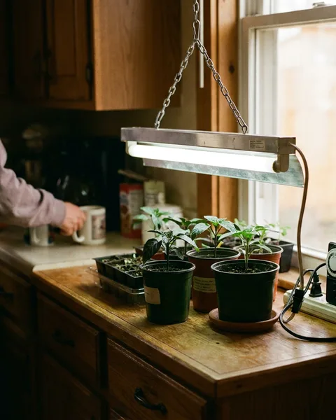 A shop light stops leggy seedlings