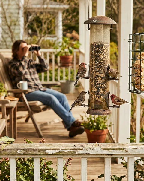 Your Feeder Picks Your Porch Birds