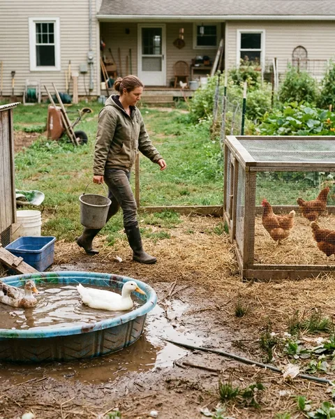 Ducks or chickens: which bird fits your yard