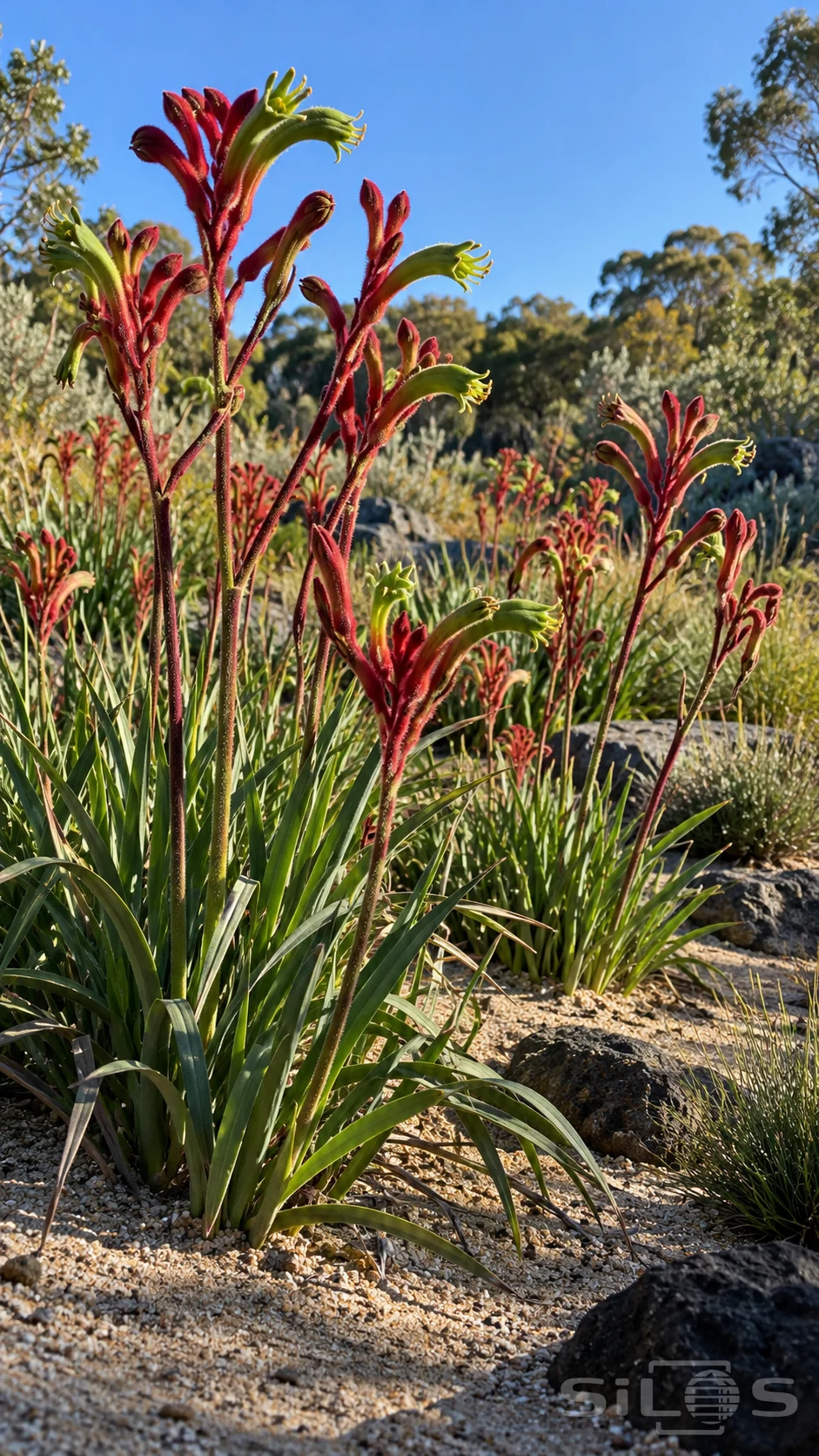 Kangaroo paw flowers with velvety red stems and curved green tubes grow above long strap-shaped leaves in a sandy garden.