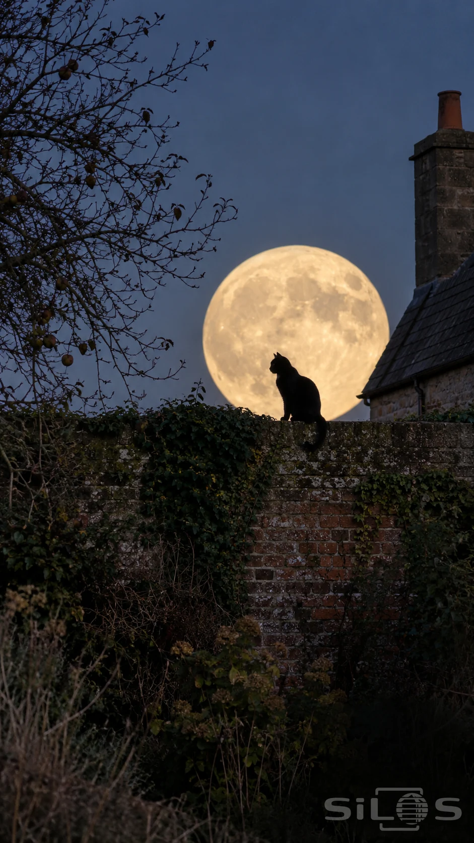 A black cat in profile on an ivy-covered brick wall beneath a golden full moon with a slate roof and apple branches nearby
