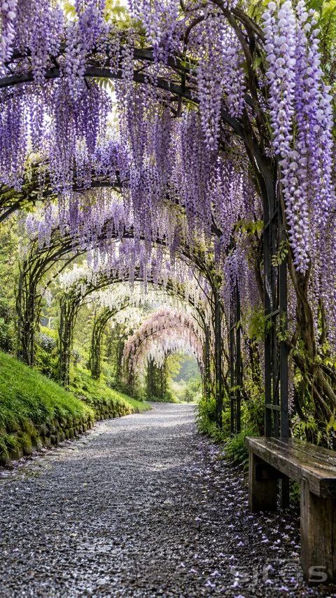 Long lavender; white and pink wisteria clusters hang from dark metal arches above a damp gravel path and simple wooden bench.