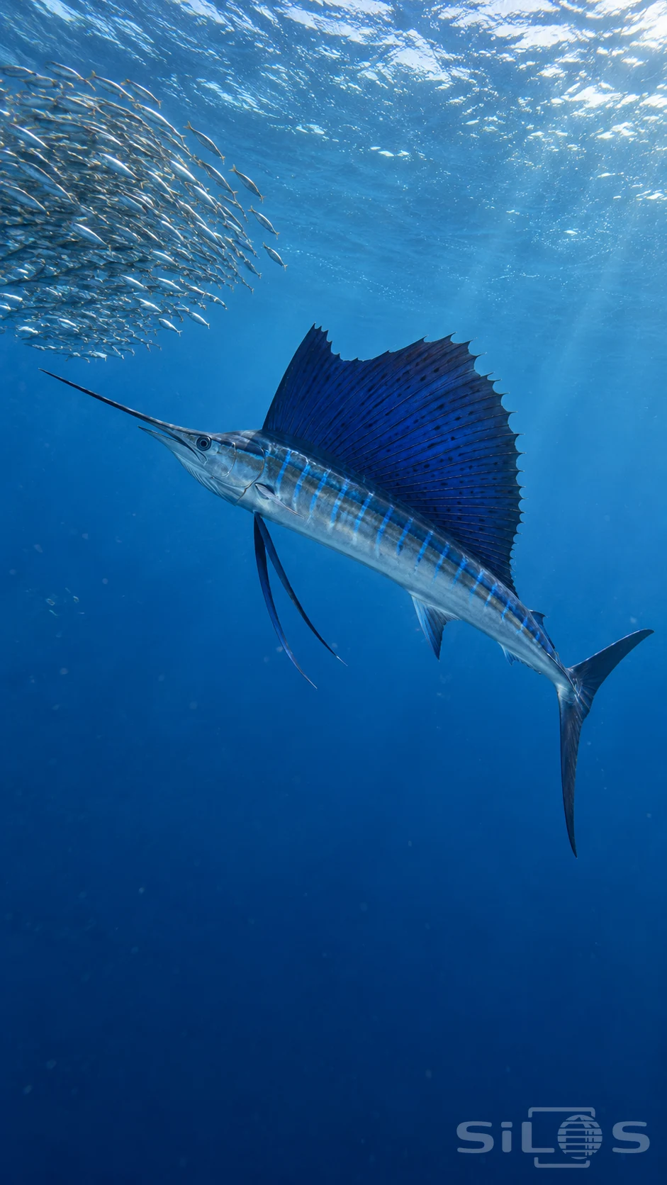 A sailfish curves beside a silver school beneath rippling blue water with its tall dorsal sail raised and long bill pointing left.