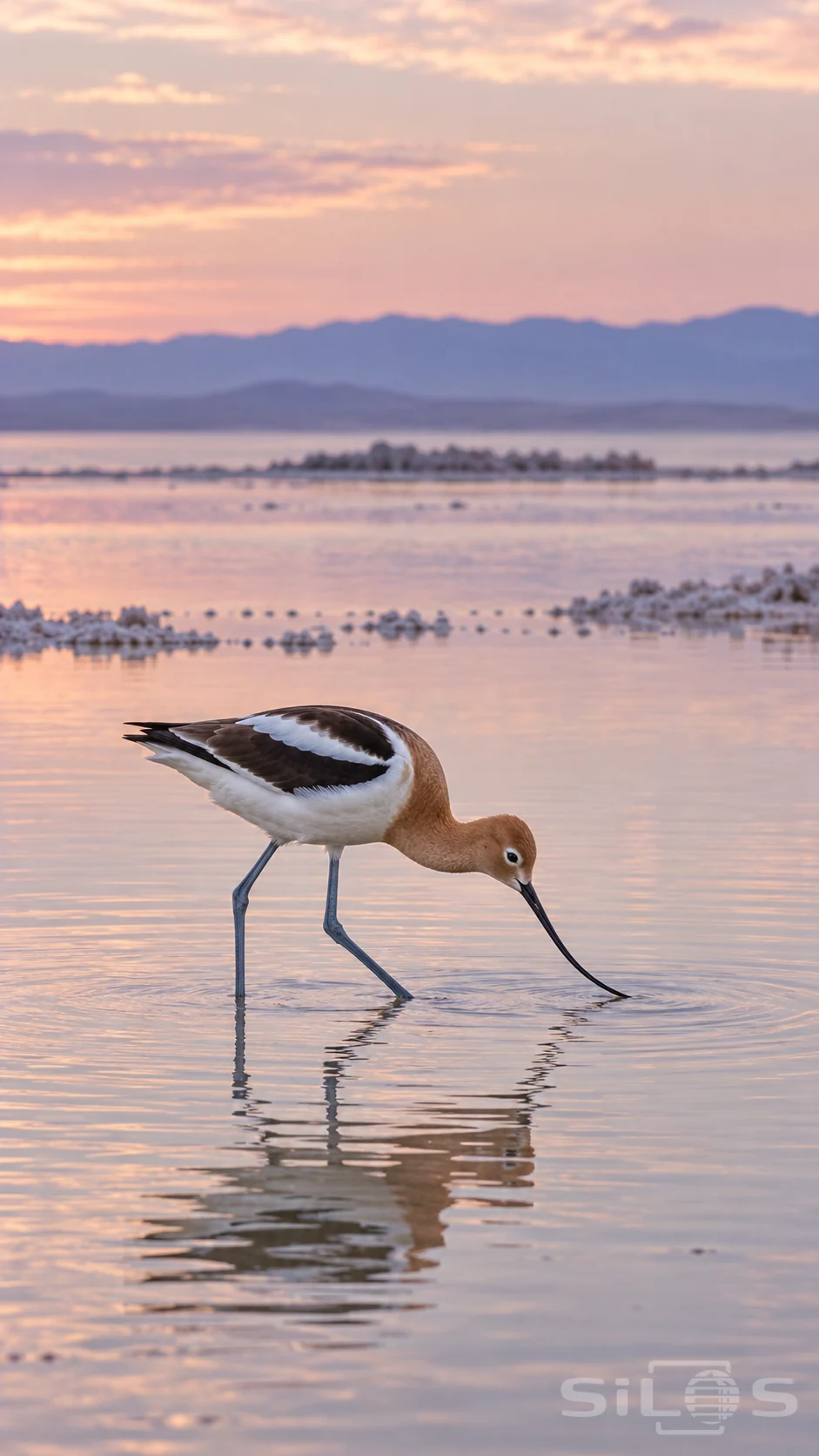 An American avocet lowers its curved bill into pink dawn shallows with its reflection below and distant mountain ridges.