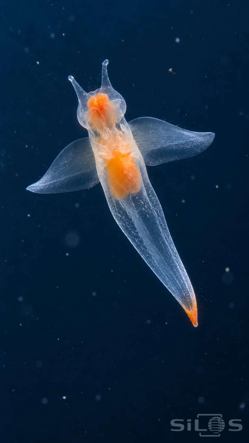 A translucent sea angel with orange inner structures spreads two clear swimming lobes against dark blue water.
