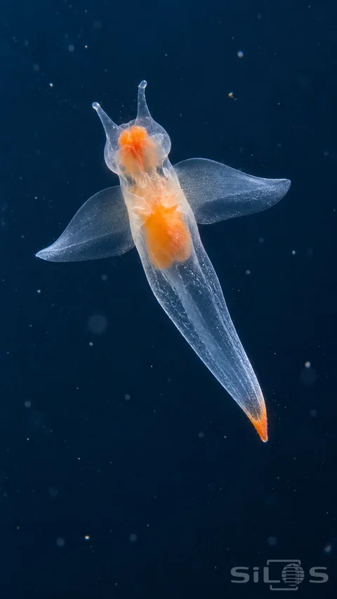 A translucent sea angel with orange inner structures spreads two clear swimming lobes against dark blue water.