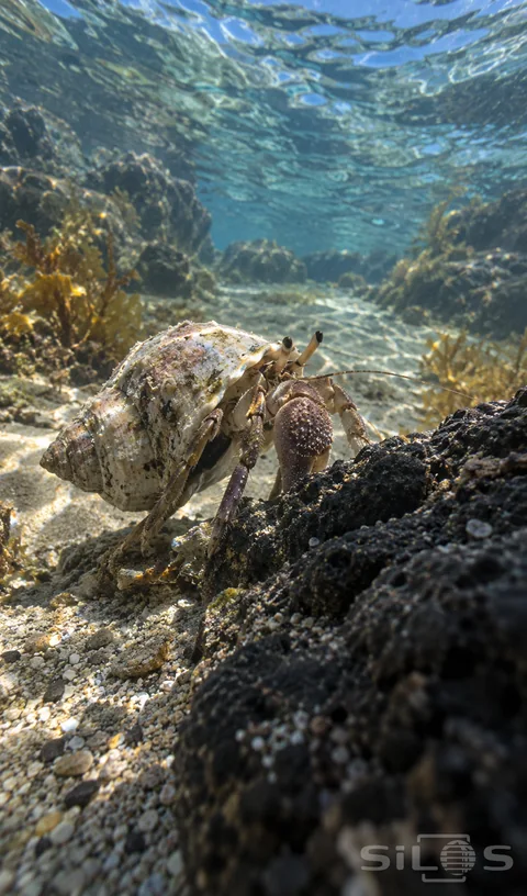 A hermit crab climbs a black rock tidal ridge under clear water; with a cream shell; fine antennae and amber seaweed.