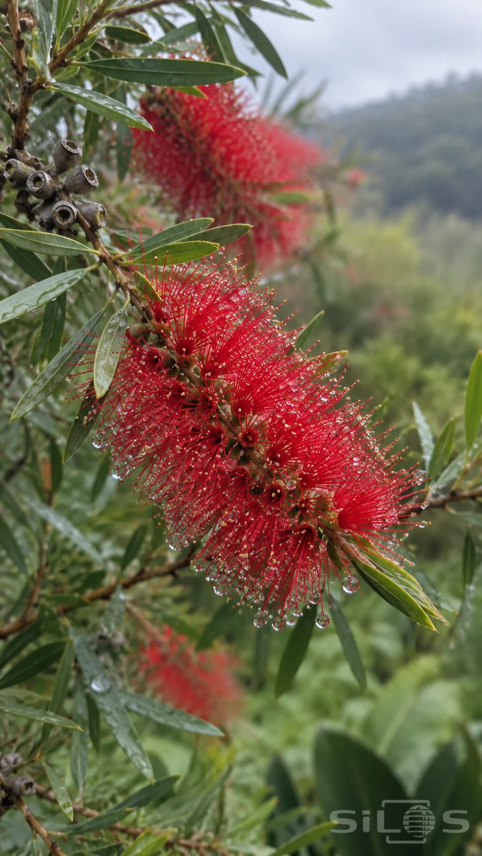 Bottlebrush flowers covered with rain beads on red stamens beside narrow green leaves and gray seed capsules.