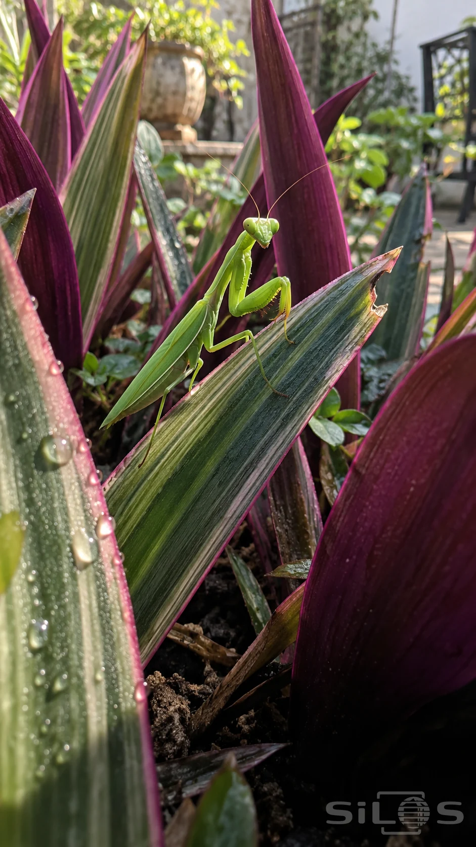 A green praying mantis stands among pointed leaves with purple undersides, pink edges and green-gray stripes.
