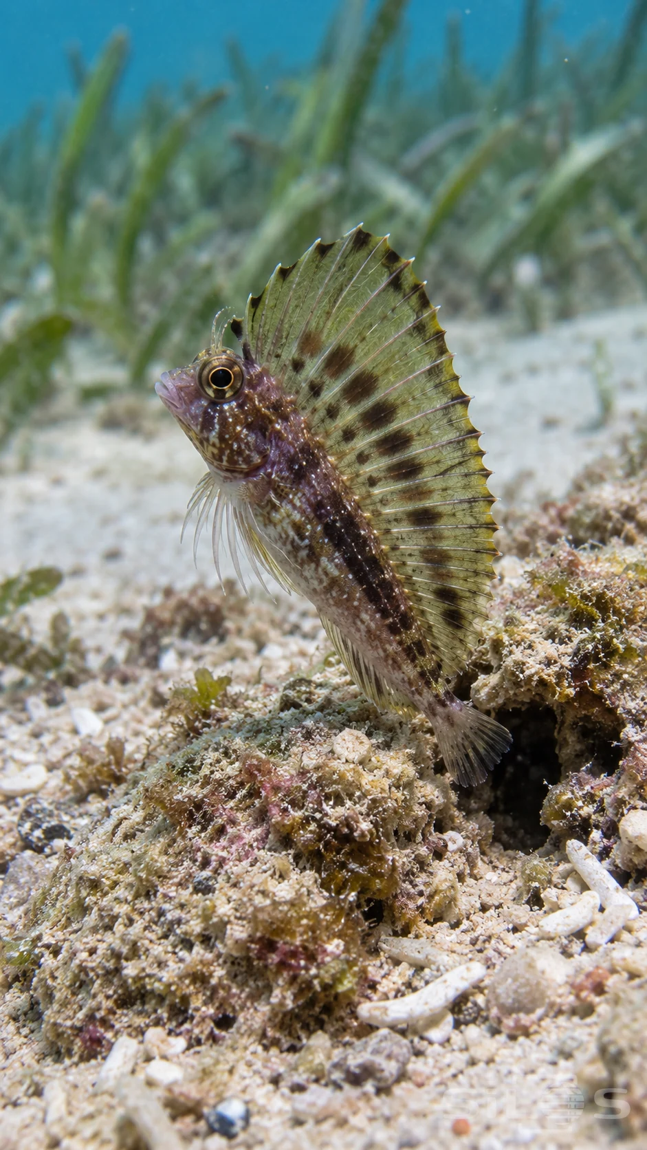 Sailfin blenny raises a translucent dorsal fin above its reef burrow in pale rubble and soft seagrass.