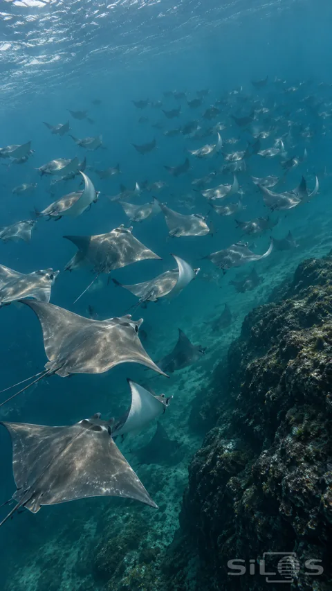 A large school of silver-backed rays turns beside a dark underwater rock slope beneath the rippling surface.
