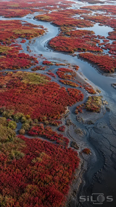 Red marsh plants form uneven islands around branching blue-gray tidal channels; with dark exposed mud along their edges.