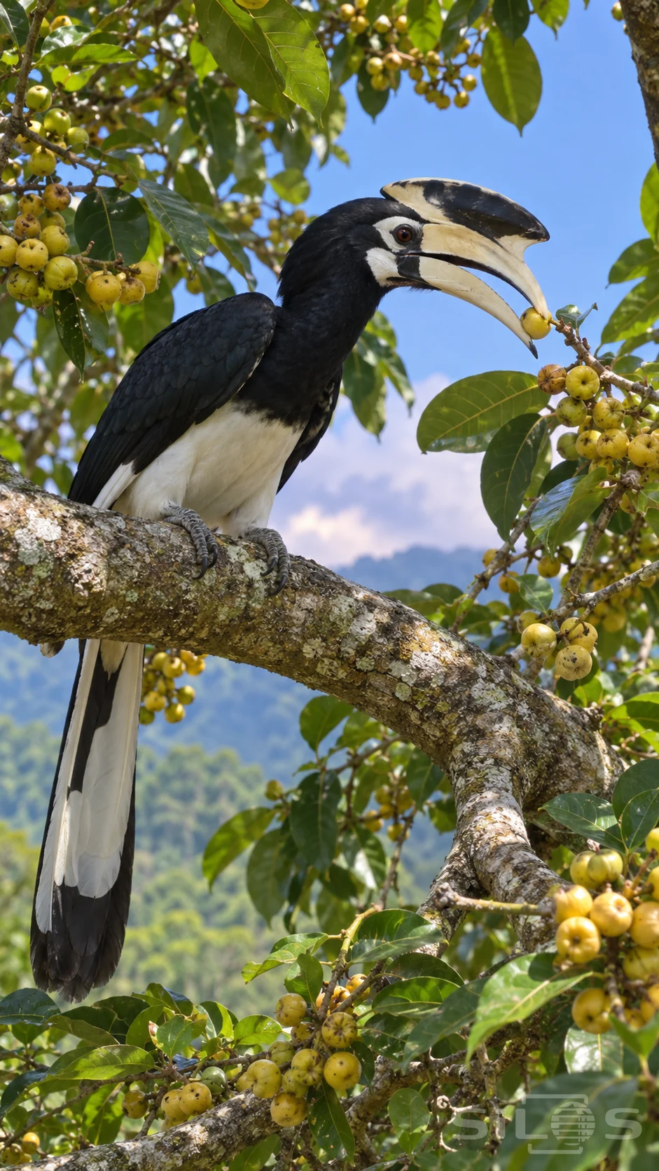 A pied hornbill takes one of the yellow figs above a forest with its long tail hanging below a lichen-covered branch.