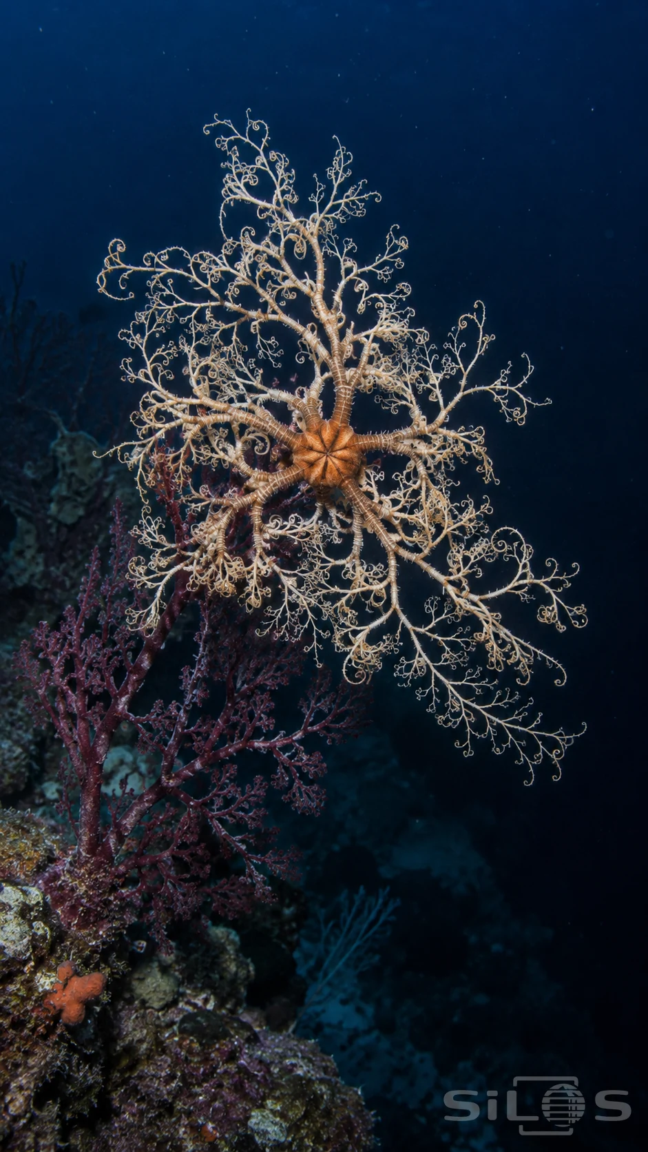 An orange basket star spreads pale branching arms over a purple sea fan against dark blue water.