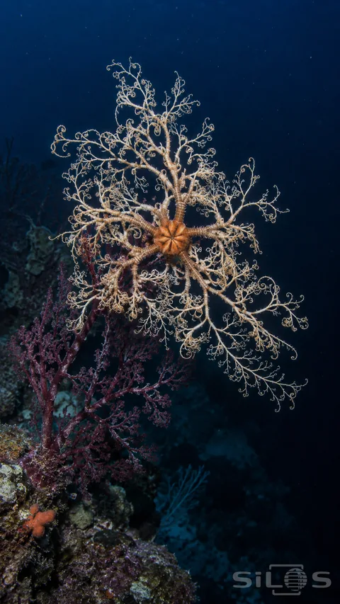 An orange basket star spreads pale branching arms over a purple sea fan against dark blue water.