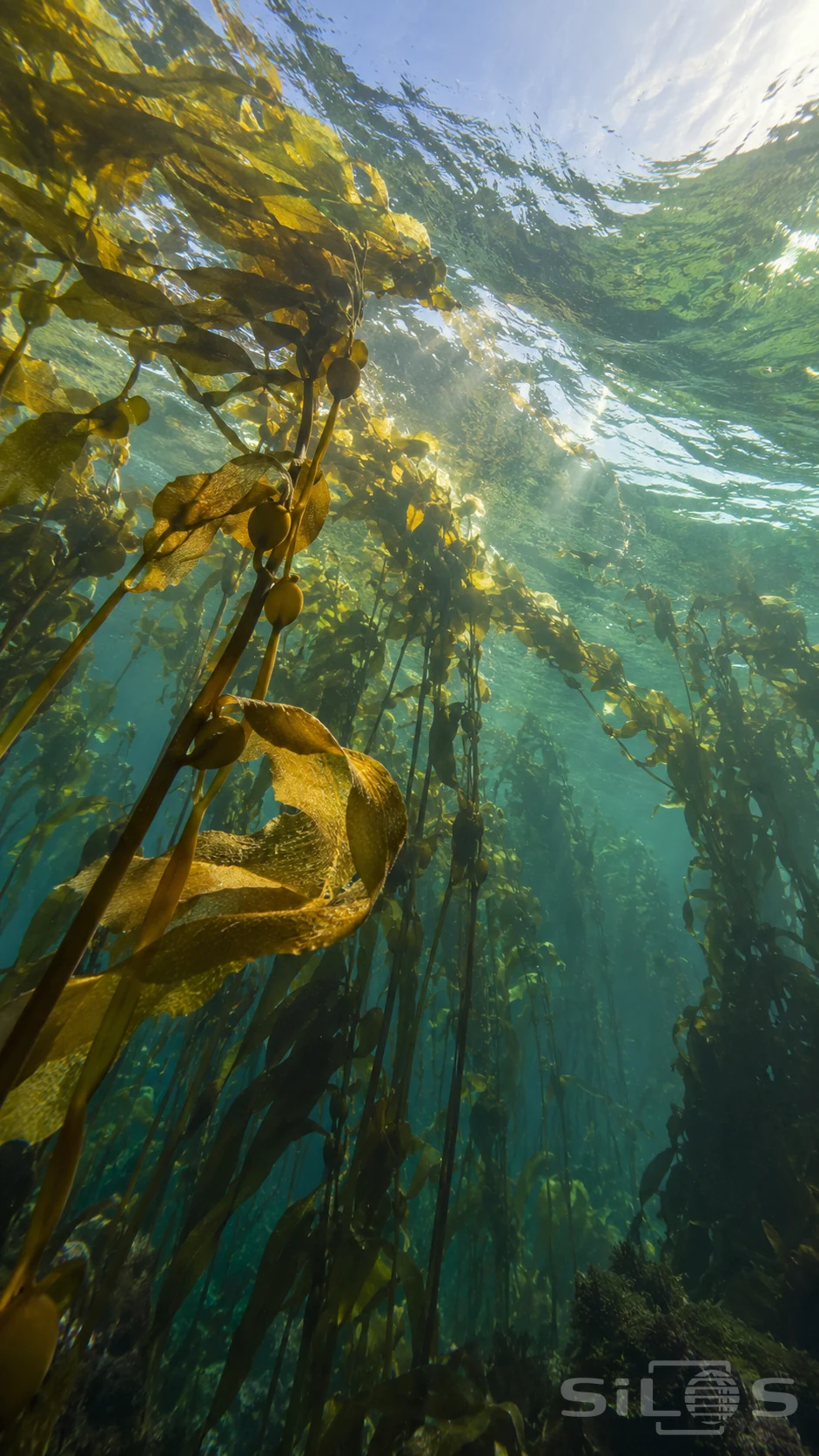Golden blades and buoyant bulbs of a kelp canopy rise through green water toward a curved sunlit surface swell.