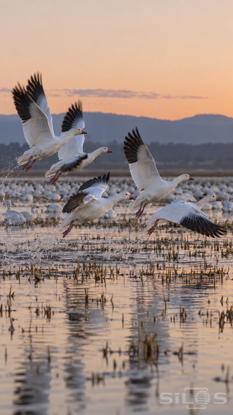 Five snow geese lift from a flooded rice field beneath a peach dawn sky with black flight feathers spread above splashing water.