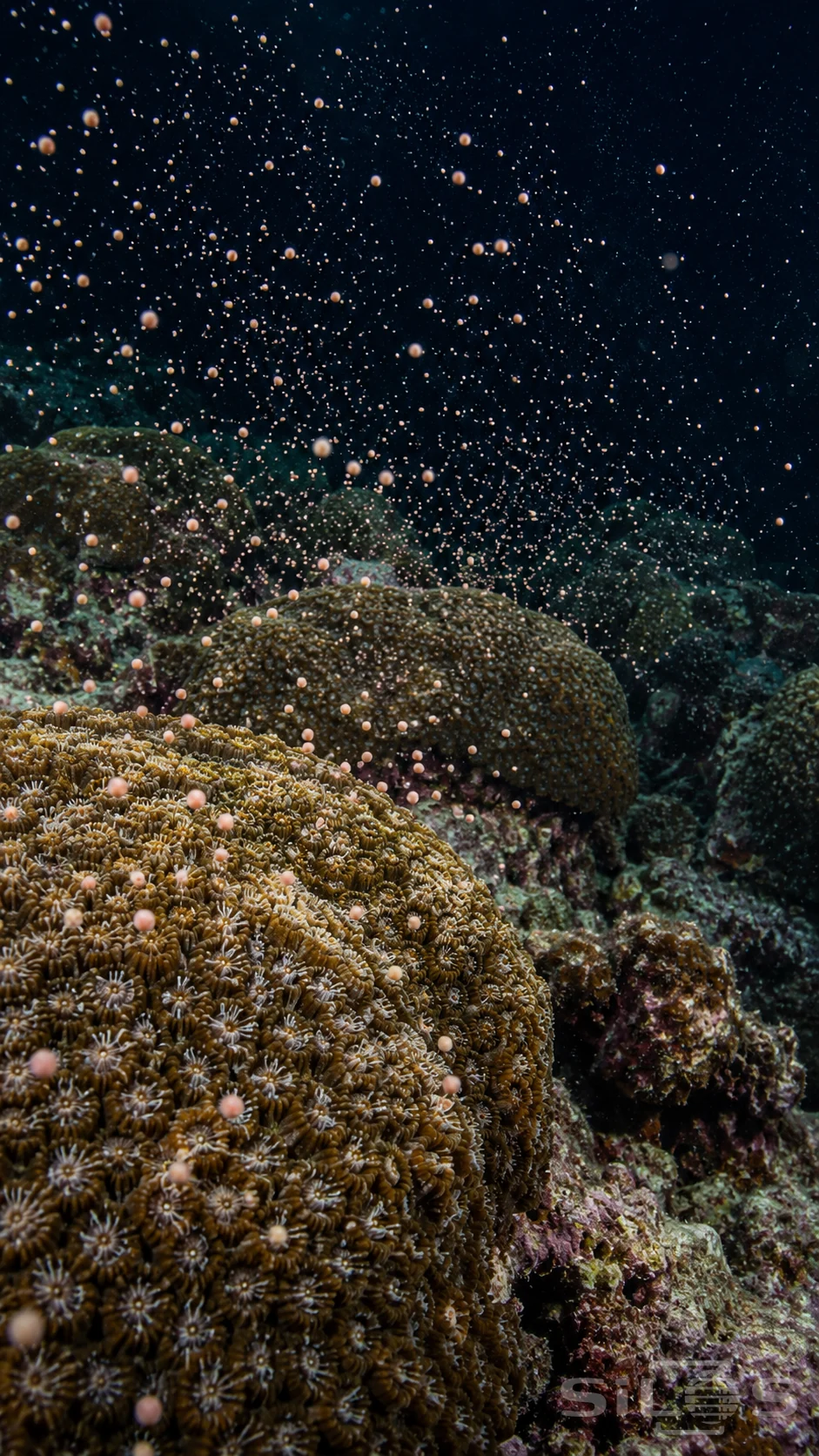 Coral spawning sends pale bundles above rounded brown colonies across a dark night reef.
