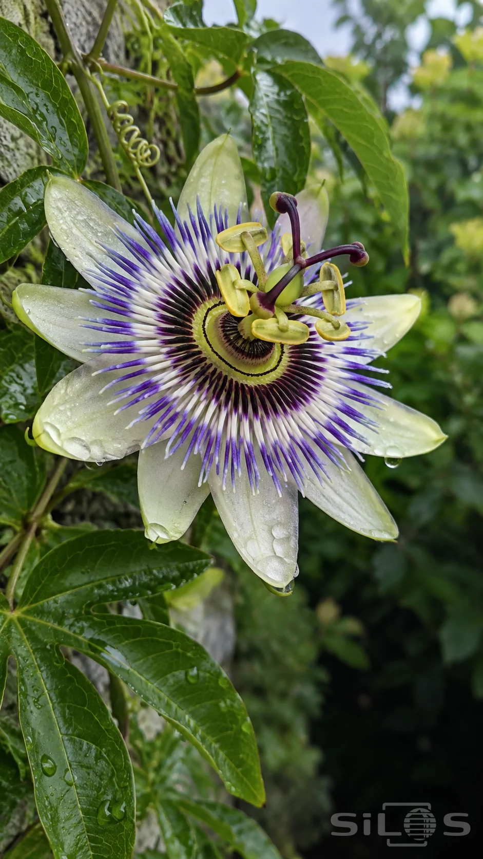 A passion flower shows pale petals, purple and white rings of fine filaments and a raised green center among glossy leaves and droplets.