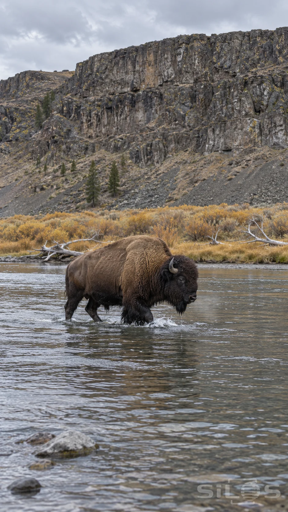 A brown bison wades across a cold river below a basalt cliff, with wet fur, a small hoof splash and tawny grass beyond.