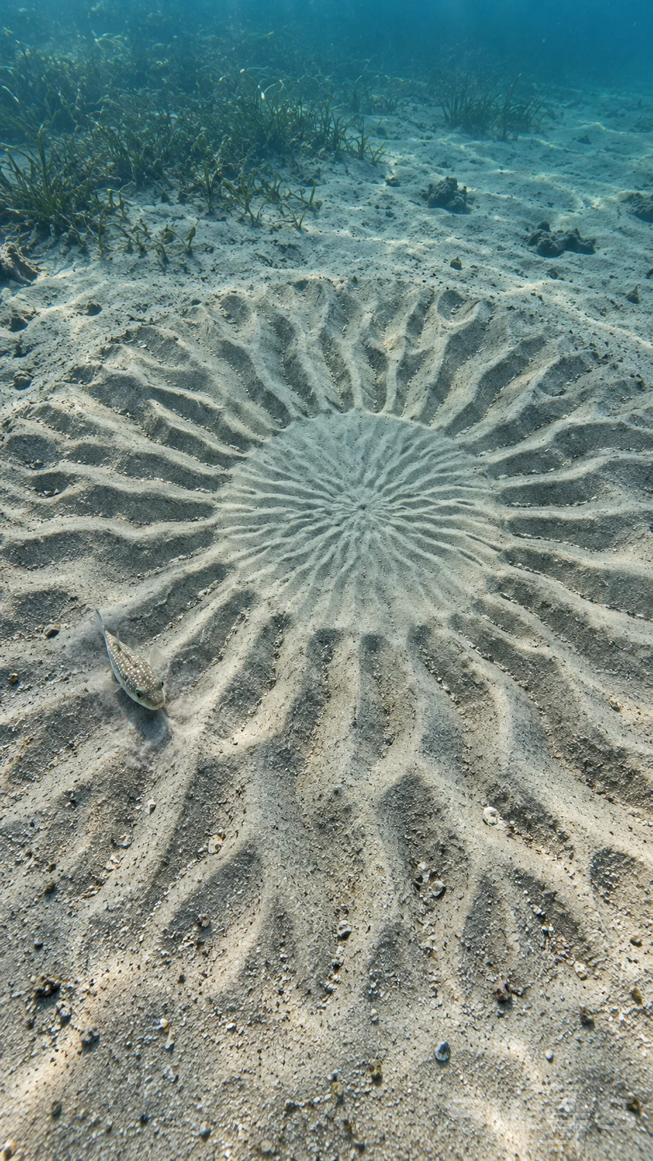 A small white-spotted pufferfish swims close to a large circular rosette of sand ridges on the seabed beside sparse marine plants.