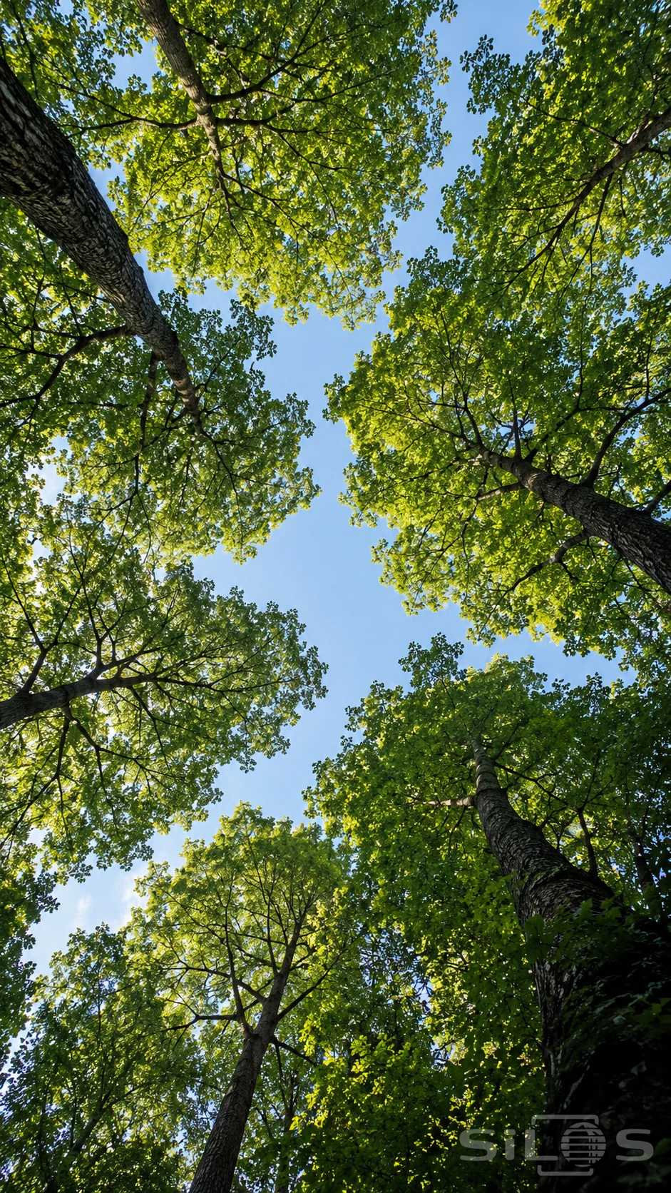 Green forest crowns surround winding blue sky gaps in a straight-up view between tall branching trunks.