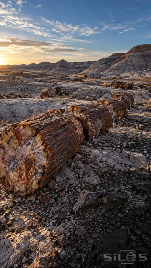 Petrified logs lie in broken segments across pale desert ground beneath eroded hills and a blue evening sky.