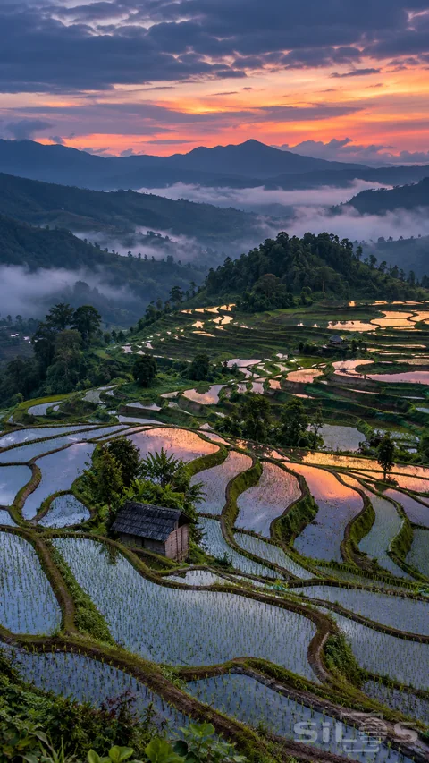 Flooded terraces reflecting a rose sky; with curved embankments; small wooden huts and mountain mist.