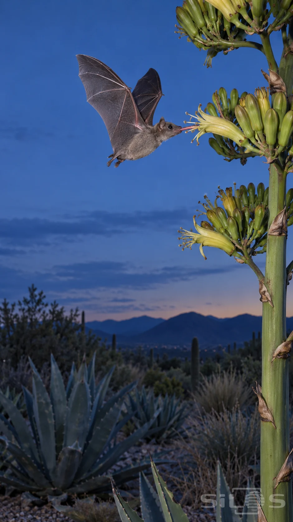 Nectar bat hovers with raised wings and a narrow tongue at agave flowers above a desert garden at blue dusk.