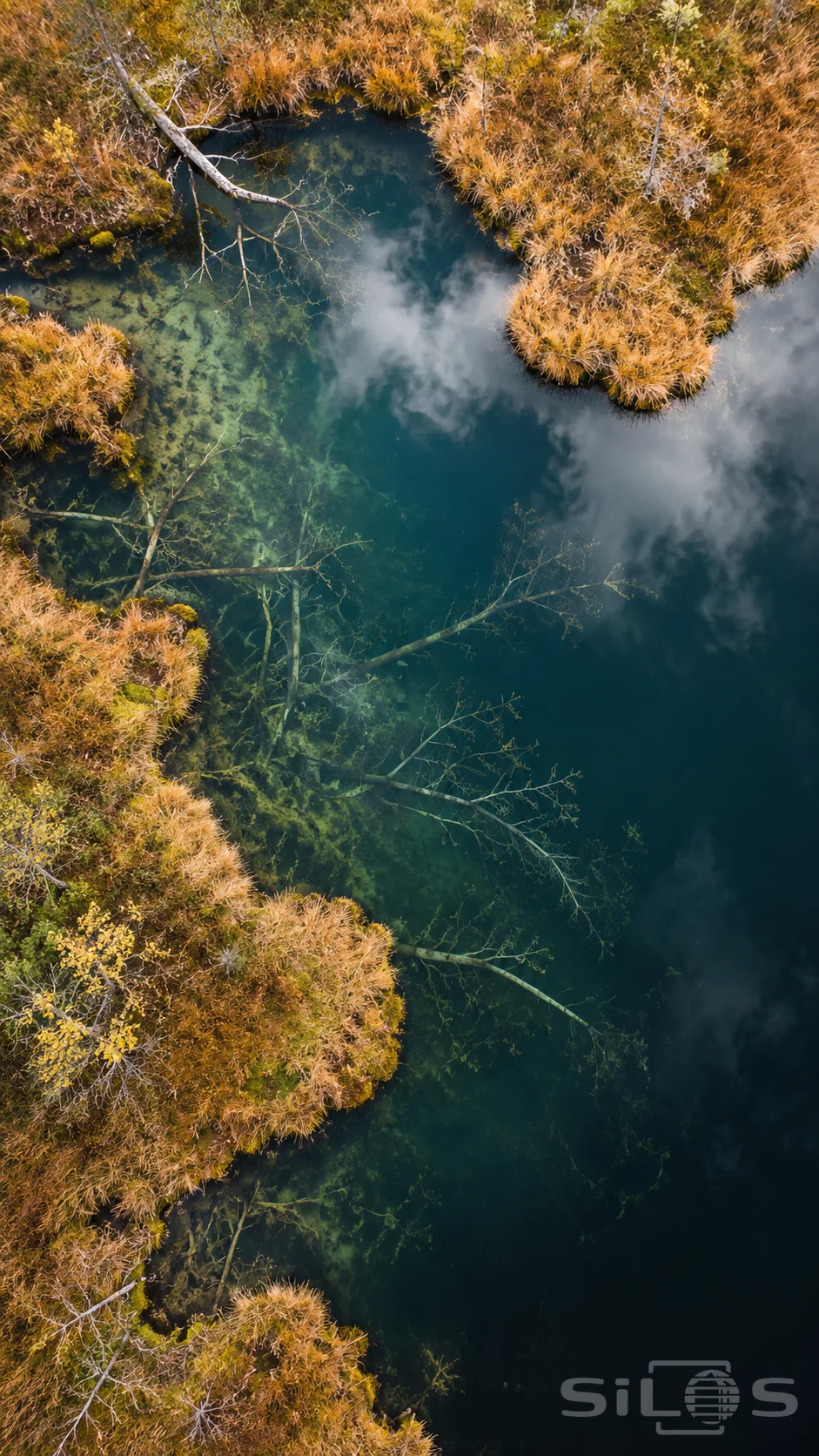 Bare branches lie in a dark teal bog pool between tawny grass banks, with white cloud reflections over the water.
