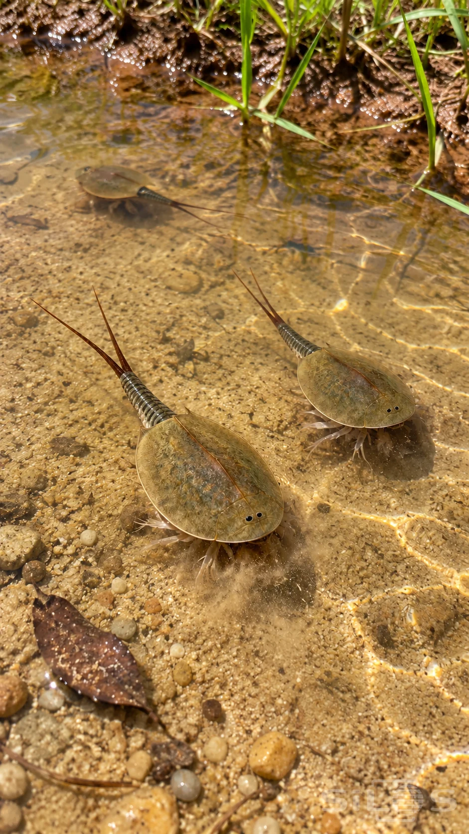 Triops move through a shallow rain pool above golden sand with olive shields and two thin tail filaments on each animal.