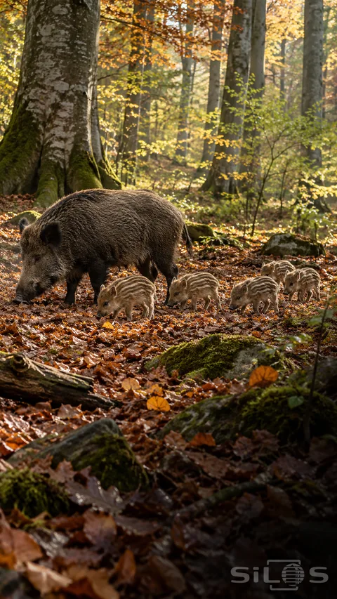 Five striped piglets walk beside a dark wild boar through copper leaves under tall beech trunks and soft morning sunlight.