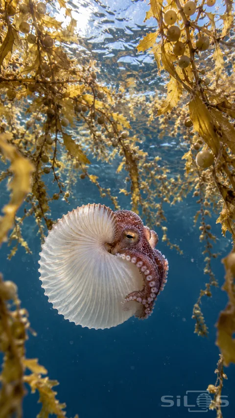 A small reddish argonaut holds a thin ribbed white eggcase beneath trailing golden sargassum and the rippled sea surface.