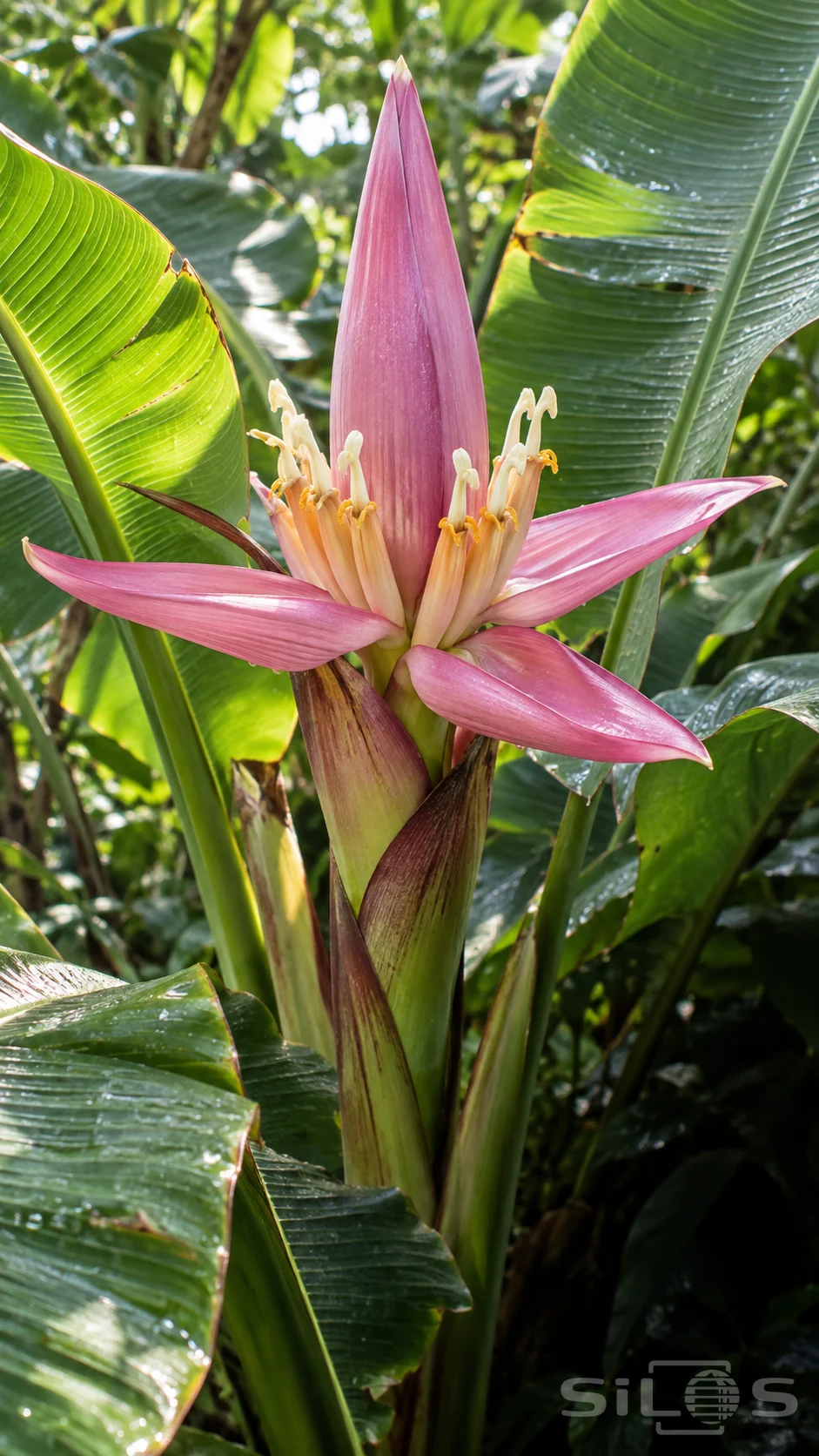 Pink banana bracts spread around pale tubular flowers and an upright tapered bud, supported by a thick stalk among broad green leaves.