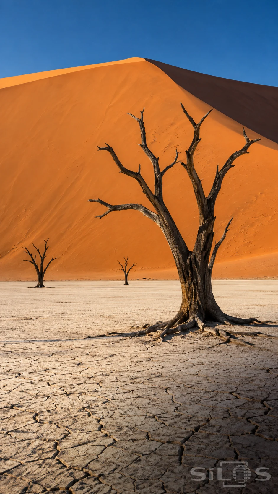A dark leafless acacia stands in cracked pale clay before a huge orange dune, with two smaller trees and clear blue sky.