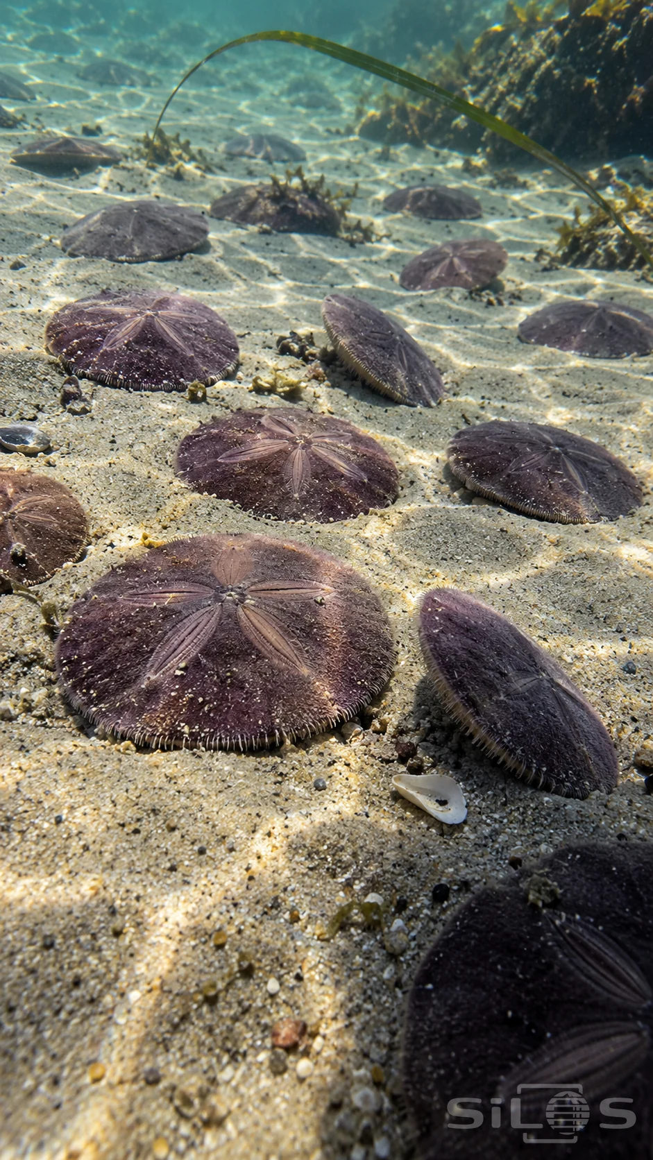 Purple sand dollars with fine living spines lie across a shallow tidal bed beneath rippling sunlight.