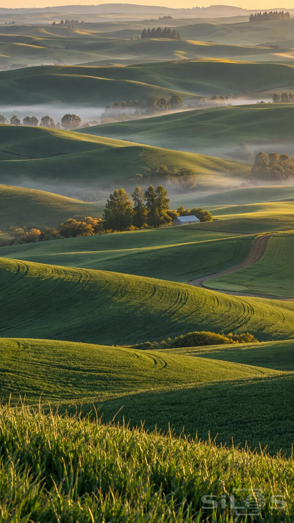 Dawn mist lies between rolling Palouse fields with sunlit green ridges and a tiny pale farm building beside a grove.