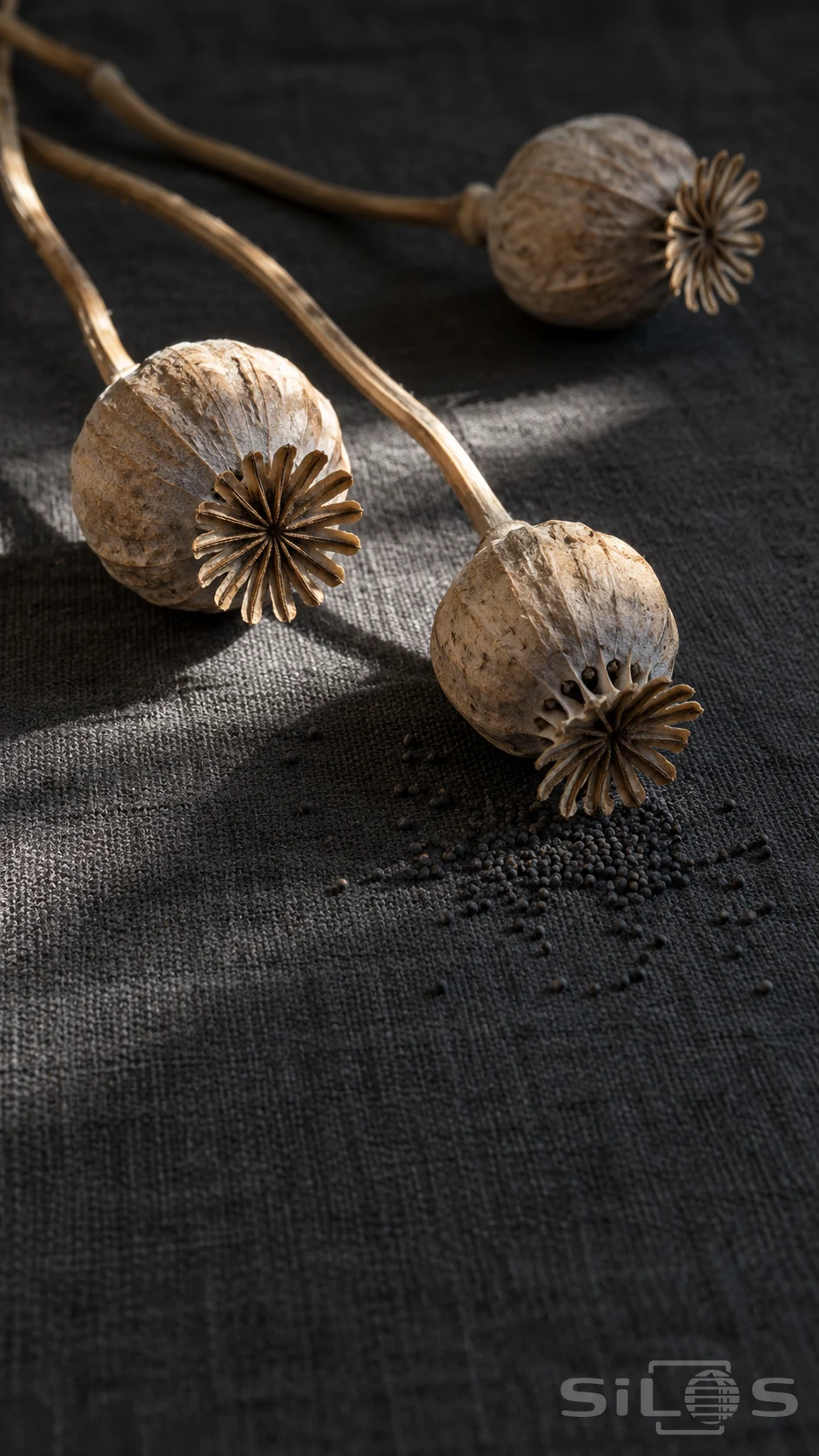 Three dry poppy pods lie on charcoal linen with curved stems and a cluster of dark seeds beneath the nearest open capsule.