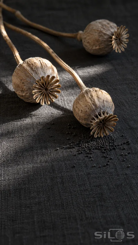 Three dry poppy pods lie on charcoal linen with curved stems and a cluster of dark seeds beneath the nearest open capsule.