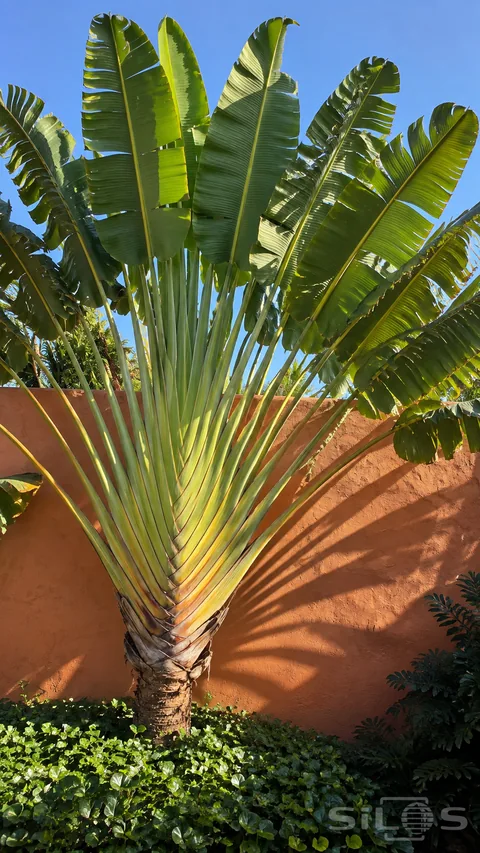 A traveler's palm spreads long stalks and broad split leaves beside a terracotta wall; casting a fan-shaped shadow above groundcover.