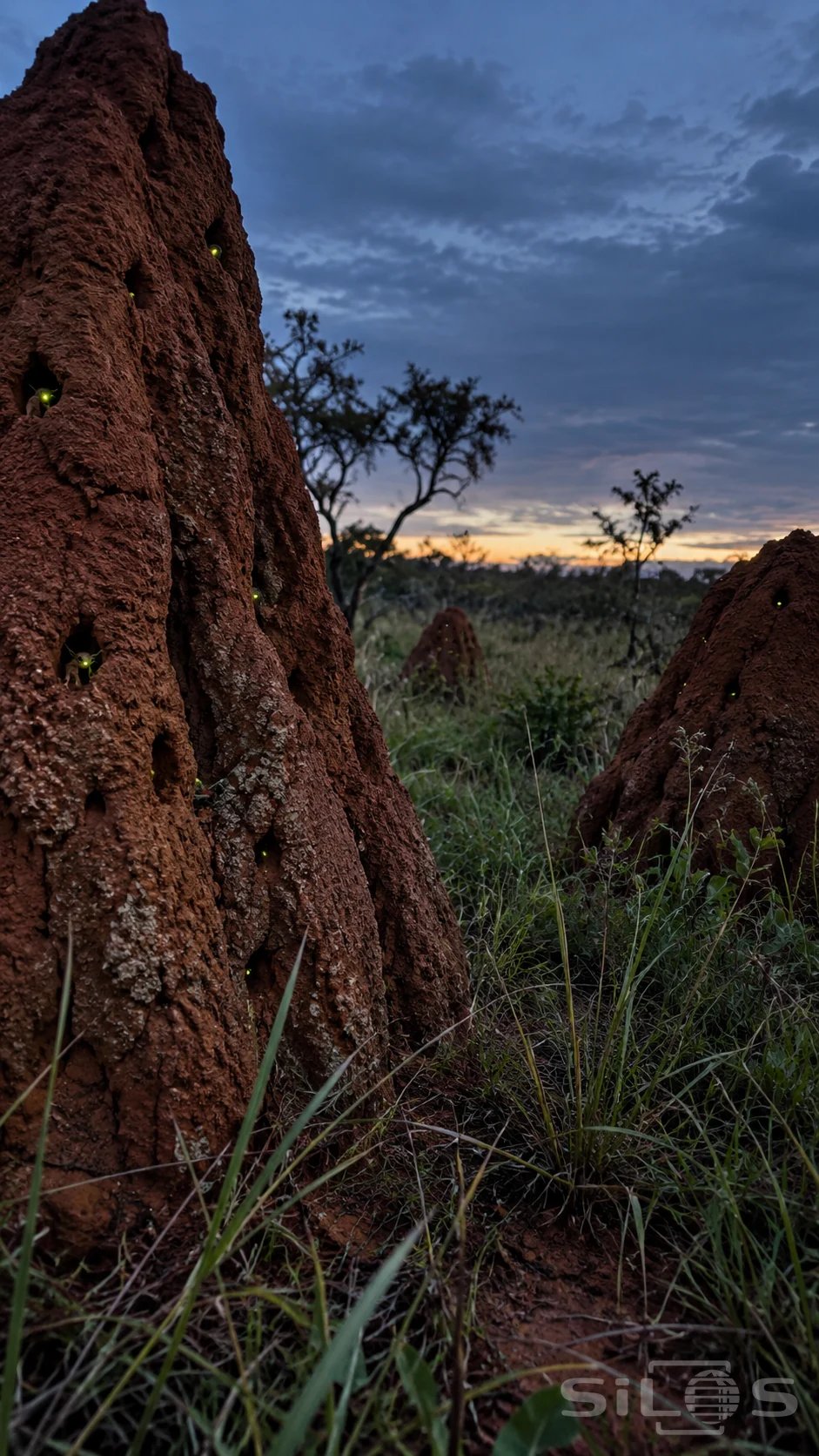Tiny green lights dot openings in red termite towers above tangled grass beneath a blue-grey dusk sky.