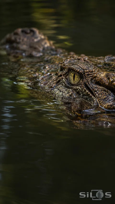 A crocodile eye and ridged scales break the surface of dark green water