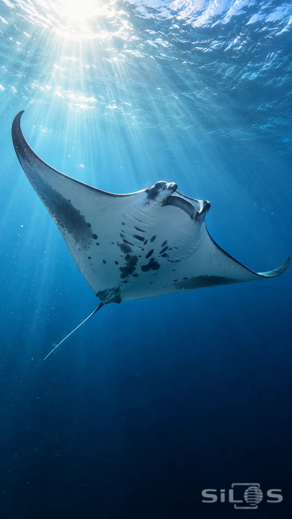 A manta ray glides through clear blue water beneath pale shafts of sunlight