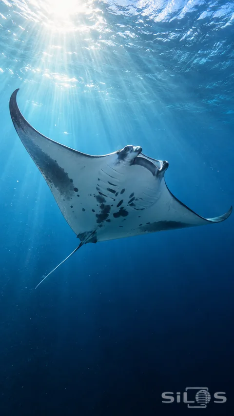 A manta ray glides through clear blue water beneath pale shafts of sunlight