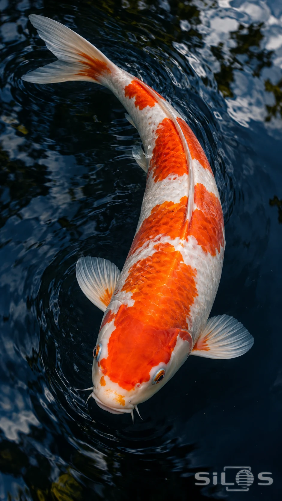 An orange and white koi turns beneath clear dark water and soft leaf reflections