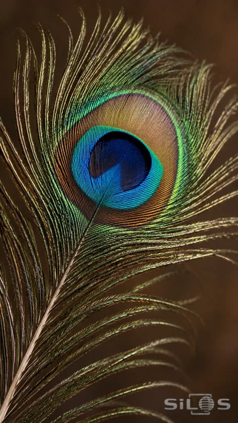 Fine feather barbs surround an iridescent blue and bronze peacock eyespot
