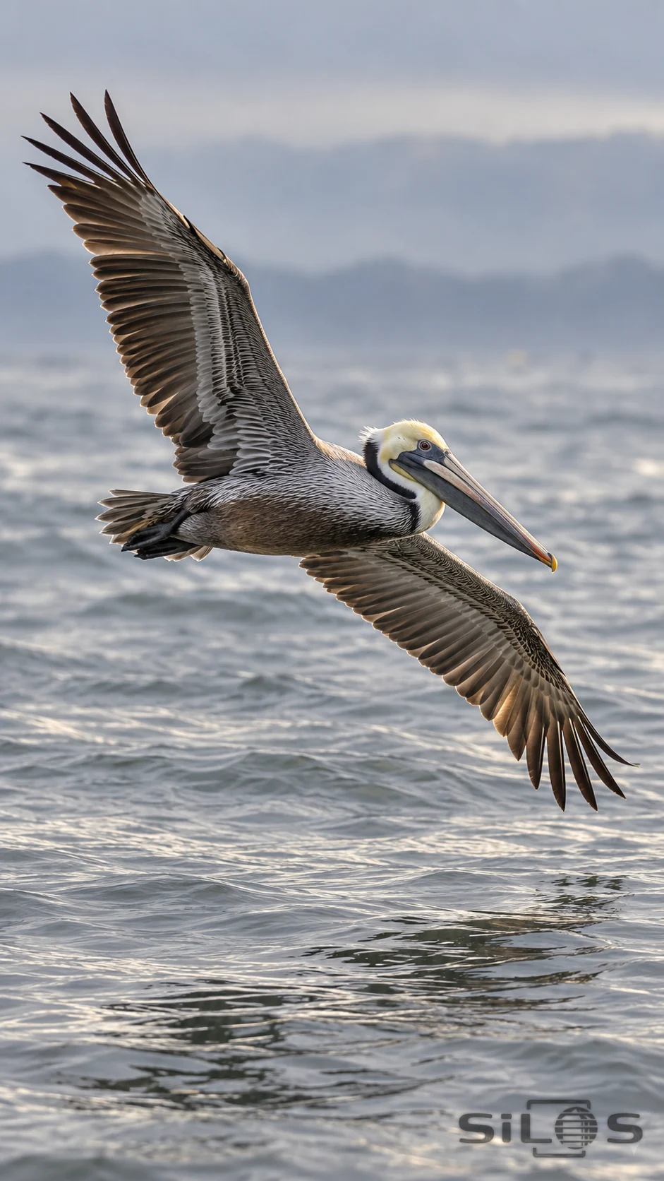 A brown pelican glides low over silver coastal water with its wings fully spread