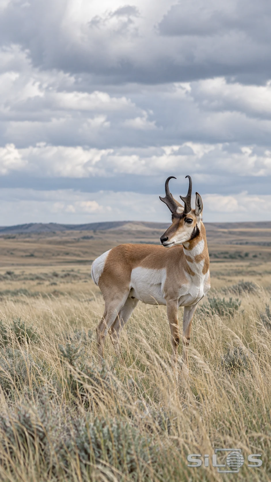 A pronghorn stands among pale prairie grasses beneath a wide overcast sky